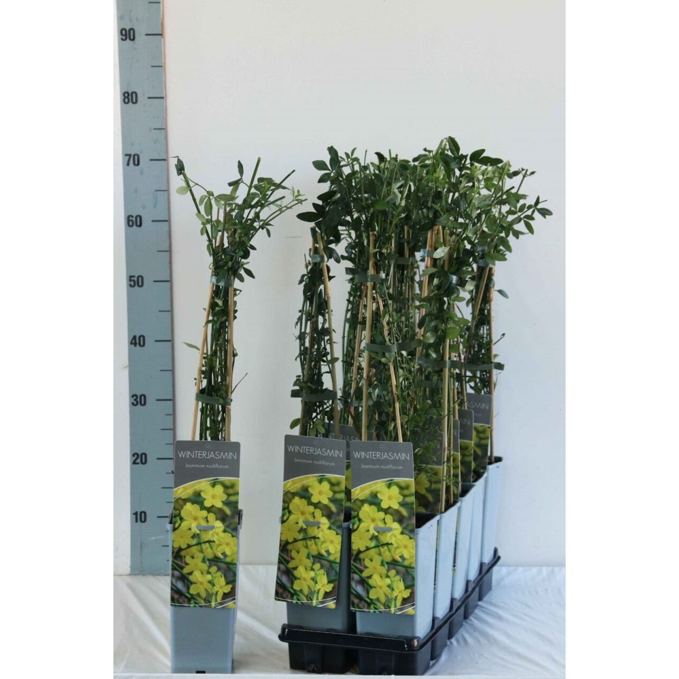 Vinterjasmin – Jasminum nudiflorum - C2 50-60 CM 3 Stick